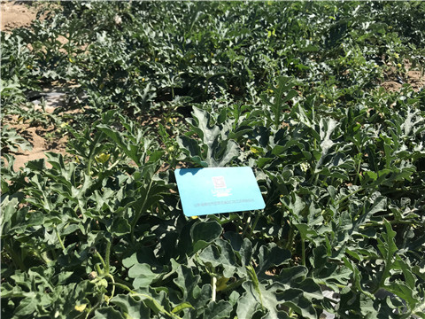 微生物菌劑，磷酸二氫鉀