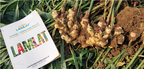 水溶肥，大姜，拉姆拉