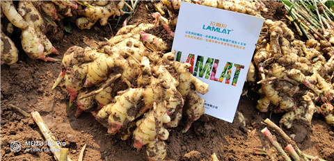 水溶肥，大姜，拉姆拉