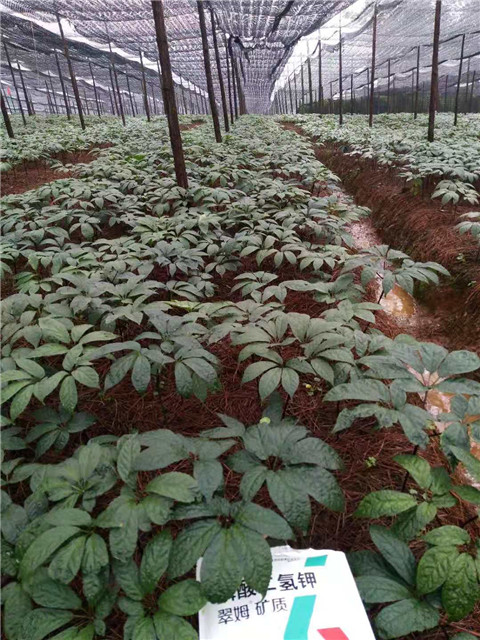 磷酸二氫鉀，安碧解，