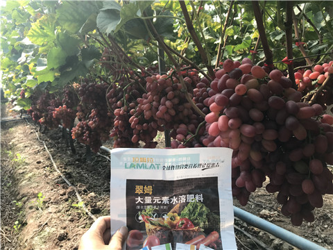 水溶肥，拉姆拉