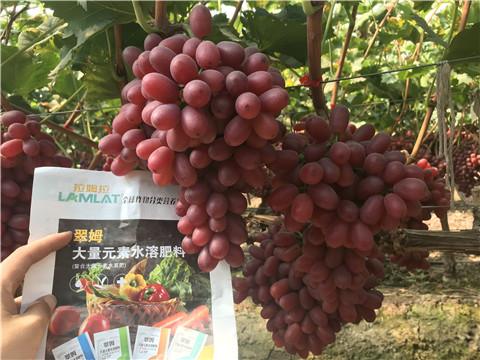 水溶肥，拉姆拉