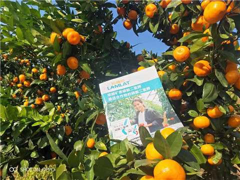 磷酸二氫鉀，硼肥，拉姆拉