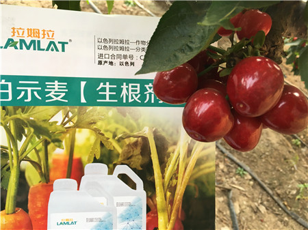 生根劑，微生物菌劑，拉姆拉，伯示麥