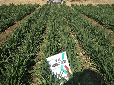 磷酸二氫鉀，葉面肥，拉姆拉