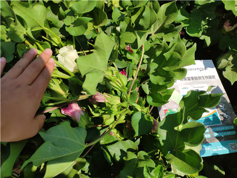 微生物菌劑，拉姆拉