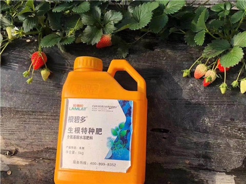 根碧多，微生物菌劑，拉姆拉