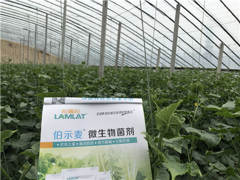微生物菌劑，生根劑，拉姆拉