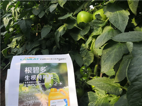 根碧多，拉姆拉