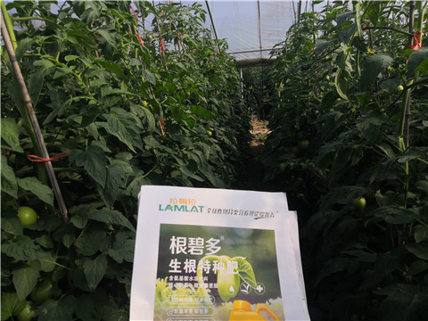 根碧多，拉姆拉