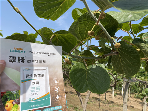 微生物菌劑，拉姆拉