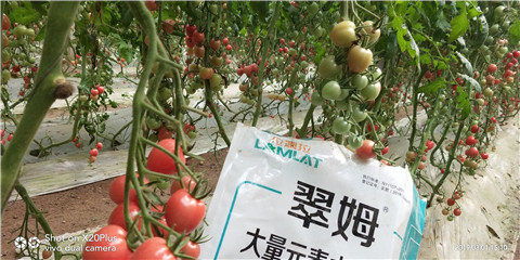 水溶肥，翠姆，拉姆拉