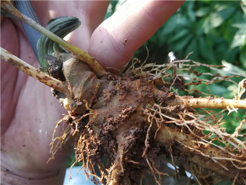 微生物菌劑，翠姆，拉姆拉