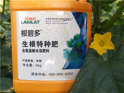 根碧多，拉姆拉