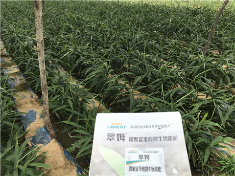 微生物菌劑，翠姆，拉姆拉