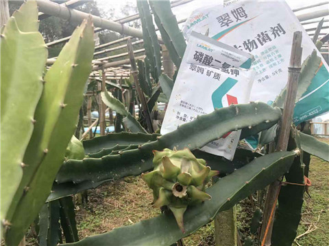 磷酸二氫鉀，翠姆，拉姆拉