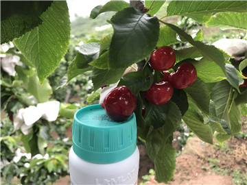 鈣肥，拉姆拉，翠姆