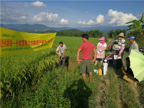 葉面肥，水稻灌漿肥，拉姆拉