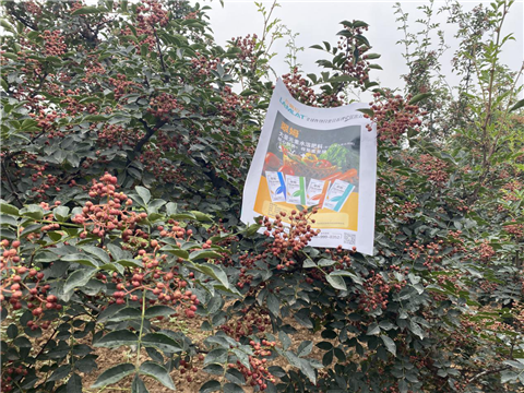 花椒種植，大量元素水溶肥，翠姆