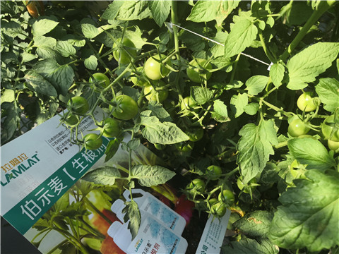 水溶肥，拉姆拉