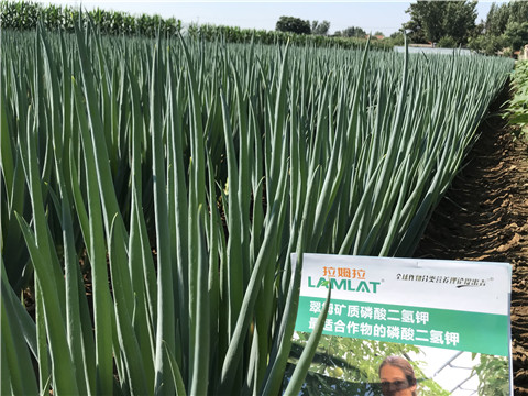 進口水溶肥品牌，拉姆拉，翠姆