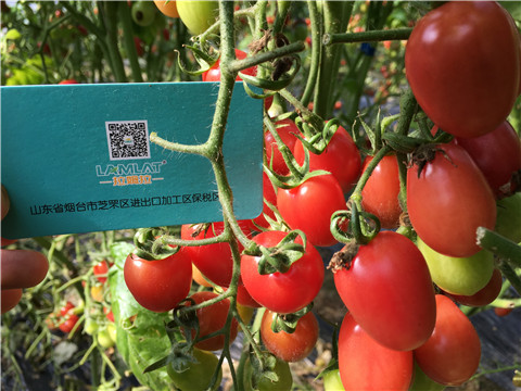 進(jìn)口水溶肥，翠姆，拉姆拉