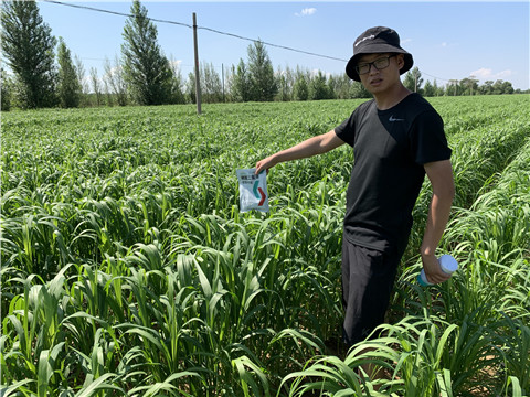 磷酸二氫鉀，拉姆拉，翠姆