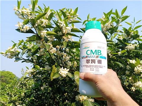 硼肥，拉姆拉，翠姆