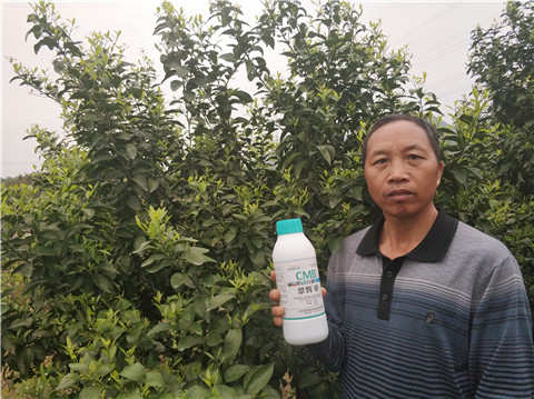 硼肥，拉姆拉，翠姆