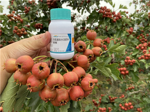 葉面肥，翠姆，拉姆拉