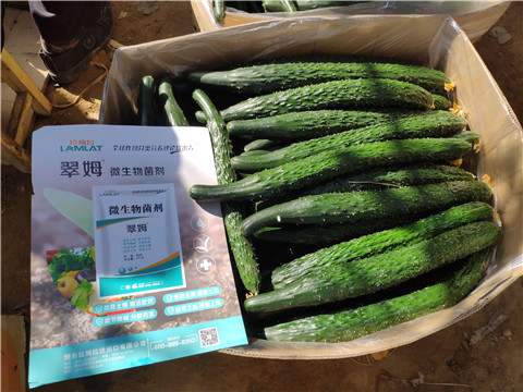 葉面肥，安碧解，除草劑藥害