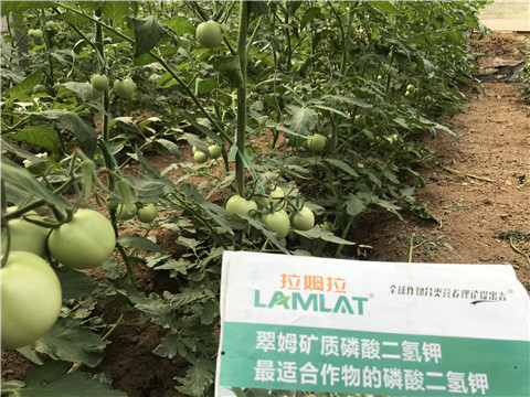 進口水溶肥，拉姆拉，翠姆