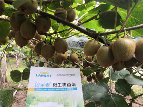 微生物菌劑，生根劑，伯示麥，拉姆拉