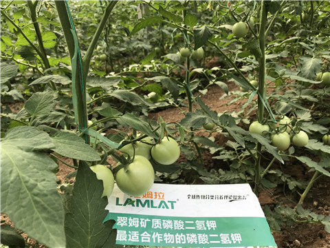 磷酸二氫鉀，拉姆拉，翠姆