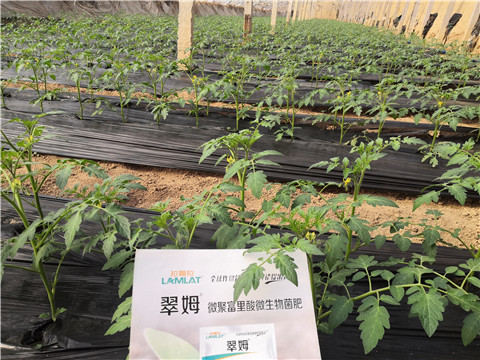 水溶肥，拉姆拉，翠姆