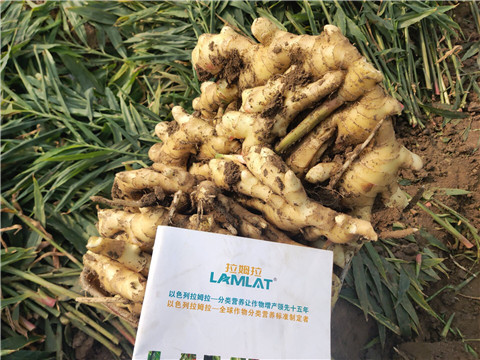 水溶肥，拉姆拉，翠姆