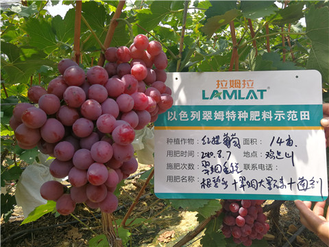 進(jìn)口水溶肥，拉姆拉，翠姆