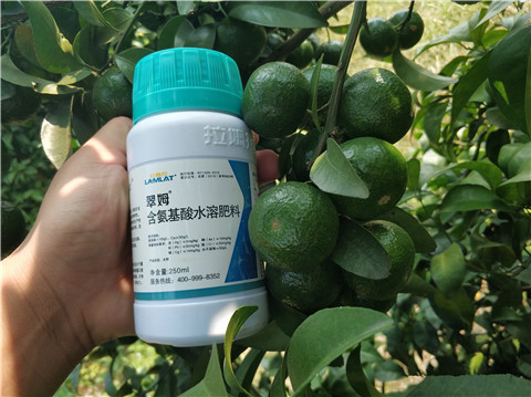 葉面肥，拉姆拉，翠姆