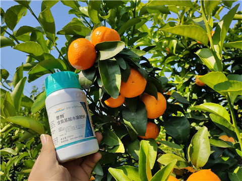 葉面肥，拉姆拉，翠姆