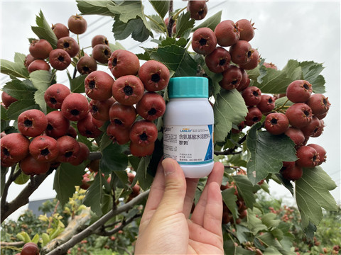 葉面肥，拉姆拉，翠姆