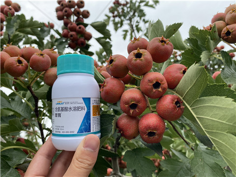 葉面肥，拉姆拉，翠姆