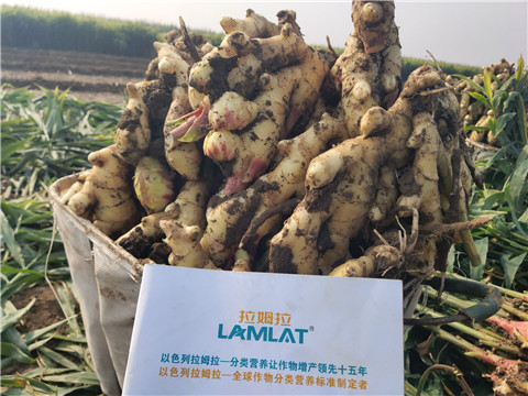 進口水溶肥，拉姆拉，翠姆