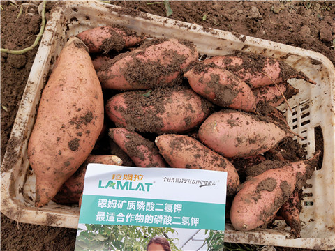 進口水溶肥，拉姆拉，翠姆