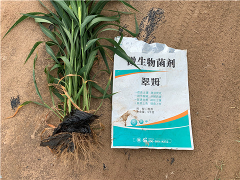 微生物菌劑，拉姆拉，翠姆