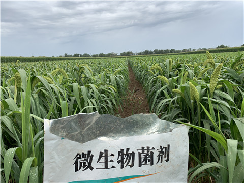 微生物菌劑，拉姆拉，翠姆