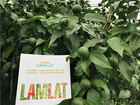 水溶肥，拉姆拉，翠姆