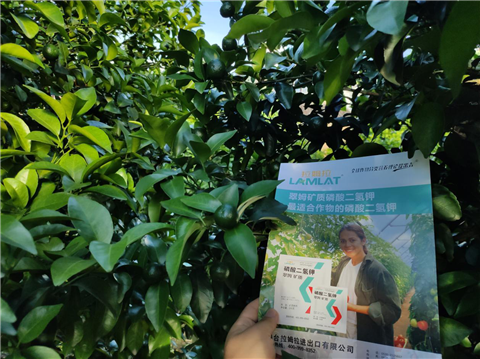 水溶肥，拉姆拉，翠姆