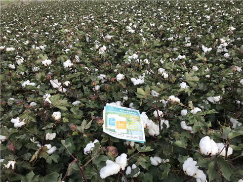 水溶肥，拉姆拉，翠姆