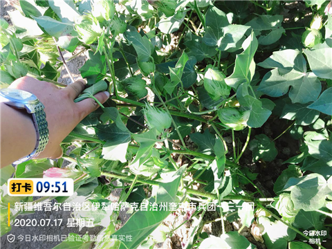 水溶肥，拉姆拉，翠姆