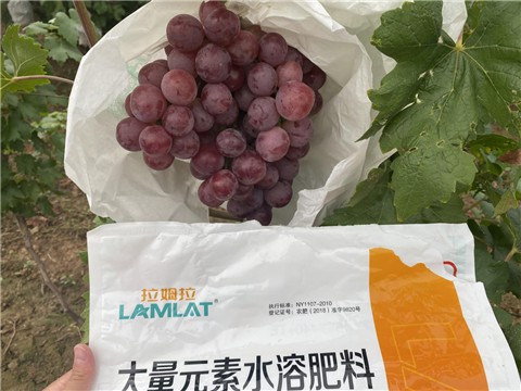 大量元素水溶肥，拉姆拉，翠姆